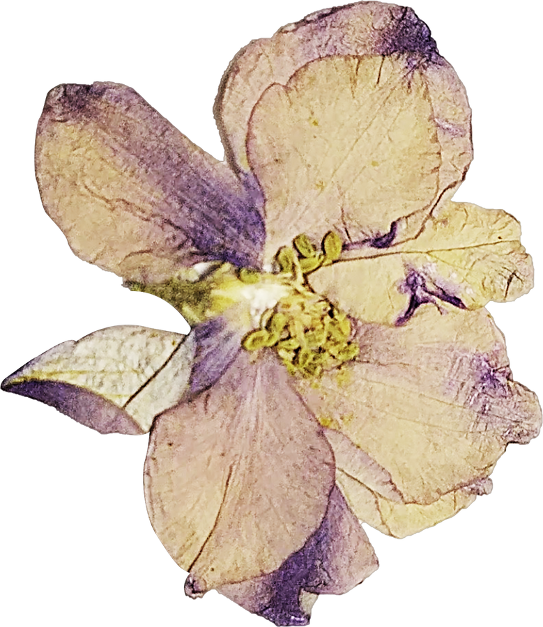 White and Purple Pressed Flower